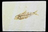 Detailed Fossil Fish (Knightia) - Wyoming #99225-1